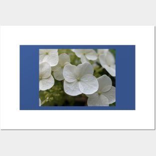 Delicate White Tree Flowers Posters and Art